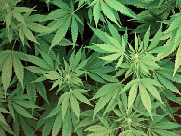 3 Commonly Misunderstood Stigmas Surrounding the use of&nbsp;Cannabis…